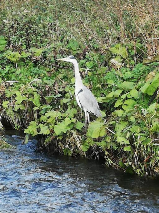 Riverside Cottage At Logwood Mill Ballyclare Екстер'єр фото