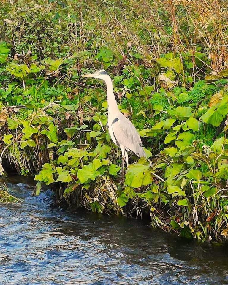 Riverside Cottage At Logwood Mill Ballyclare Екстер'єр фото